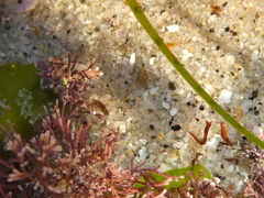 Eumalacostraca