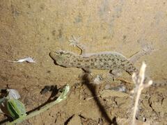Hemidactylus parvimaculatus