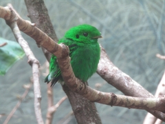Calyptomena viridis