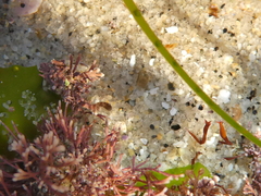 Eumalacostraca