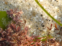 Eumalacostraca