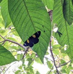 Dysphania andamana
