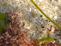 Eumalacostraca