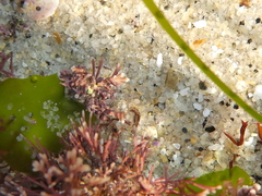Eumalacostraca