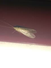 Aethaloptera sexpunctata