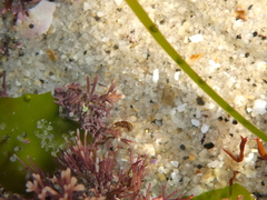 Eumalacostraca