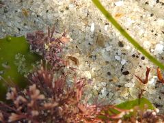 Eumalacostraca