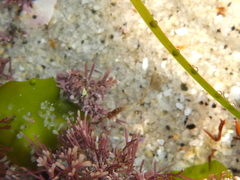 Eumalacostraca