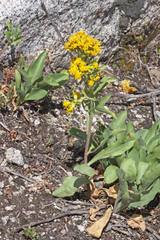 Solidago nana