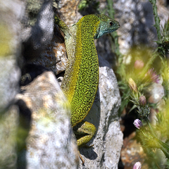 Lacerta citrovittata