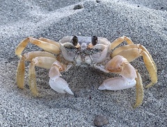 Ocypode occidentalis