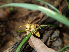 Polistes olivaceus
