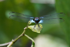 Erythrodiplax kimminsi