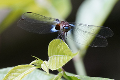 Erythrodiplax kimminsi