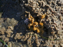 Hymeniacidon perlevis