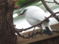 Leucopsar rothschildi