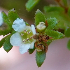 Micromyrtus ciliata