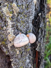 Cryptoporus volvatus