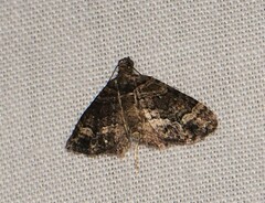 Eucymatoge peplodes