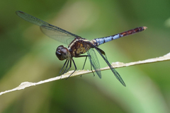 Erythrodiplax lativittata