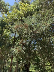 Dasineura rubiformis