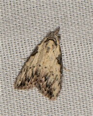 Nola pleurochorda