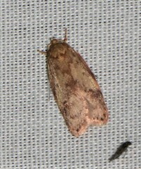 Oligoloba severa