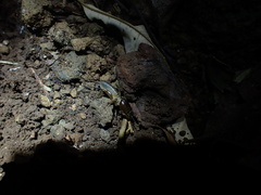 Gryllotalpa pluvialis