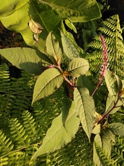 Phytolacca rivinoides
