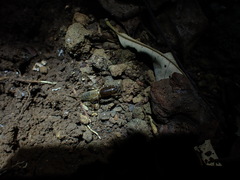 Gryllotalpa pluvialis