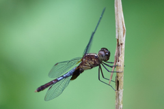 Erythrodiplax lativittata