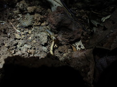 Gryllotalpa pluvialis