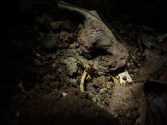 Gryllotalpa pluvialis