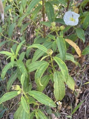 Melastoma