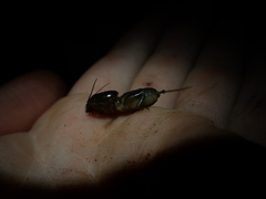 Gryllotalpa pluvialis