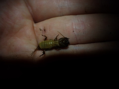 Gryllotalpa pluvialis