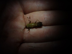 Gryllotalpa pluvialis