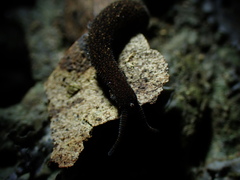Onychophora