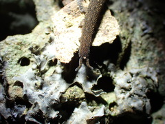 Onychophora