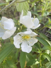 Melastoma