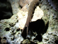 Onychophora