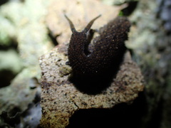 Onychophora