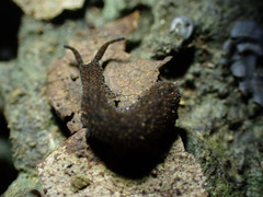 Onychophora