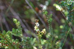 Micromyrtus ciliata
