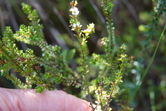Micromyrtus ciliata
