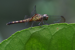 Erythrodiplax kimminsi