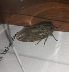 Platypleura capensis