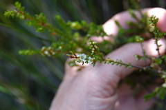 Micromyrtus ciliata