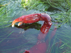 Taliepus nuttallii