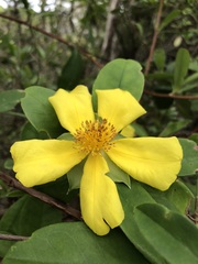 Hibbertia saligna